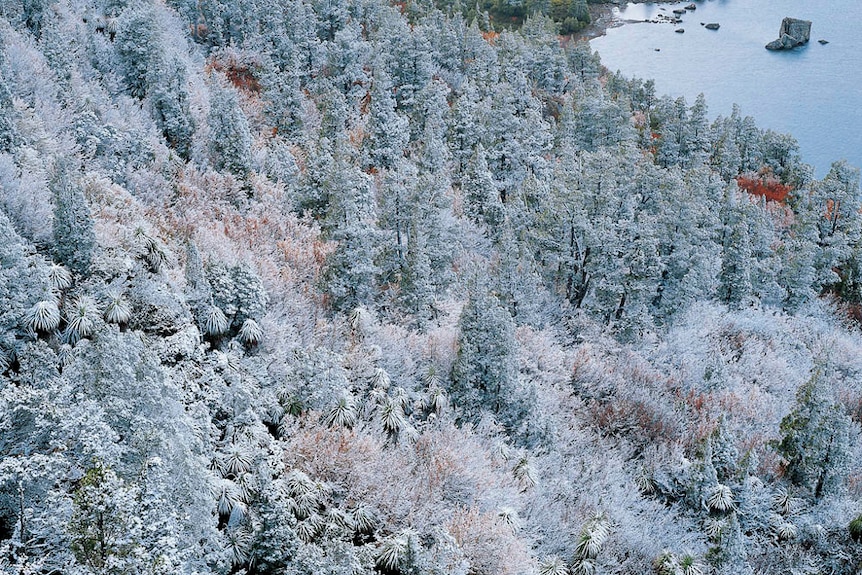Autumn snow on deciduous beech and pencil pines