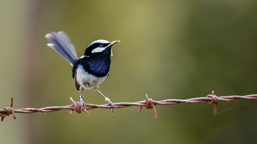 A superb fairy-wren perched on barbed wire.