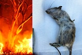 a large bushfire and a dead rat
