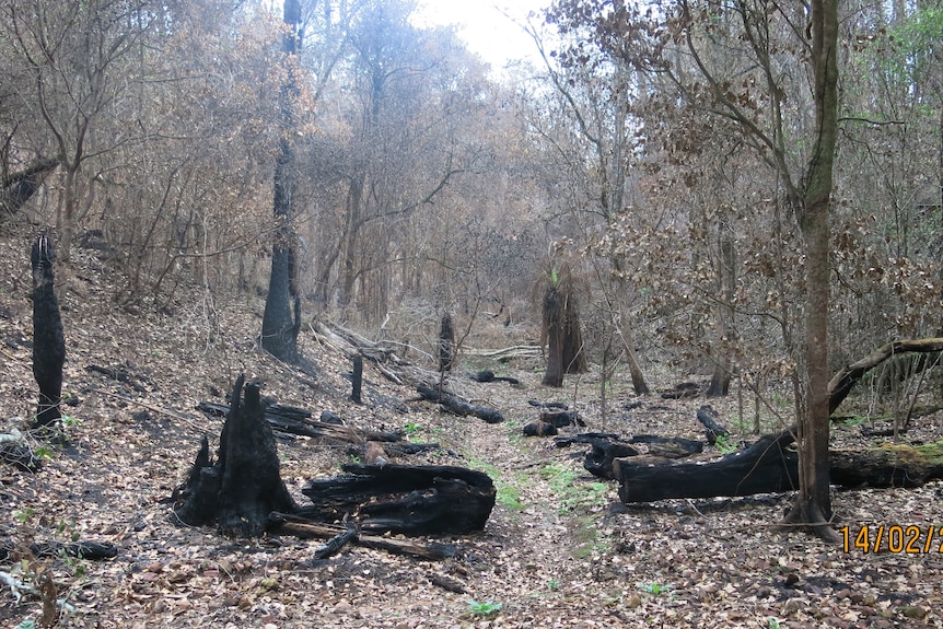 A burnt out rainforest gully with black tree stumps