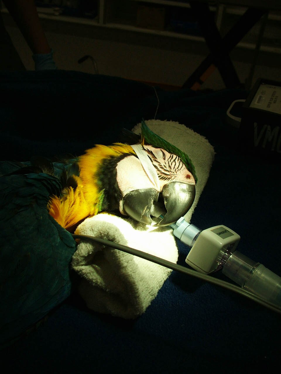 'Birdie braces' used to treat macaws with scissor beak by University of