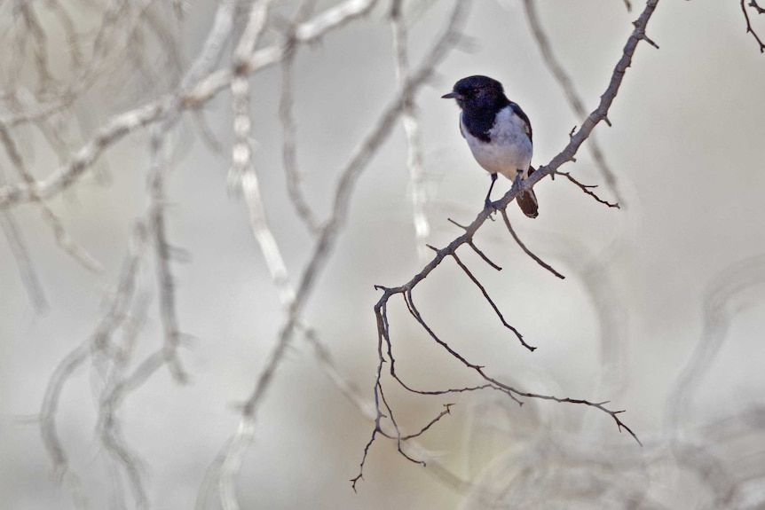 A small bird with a black head and white body sits on a twig