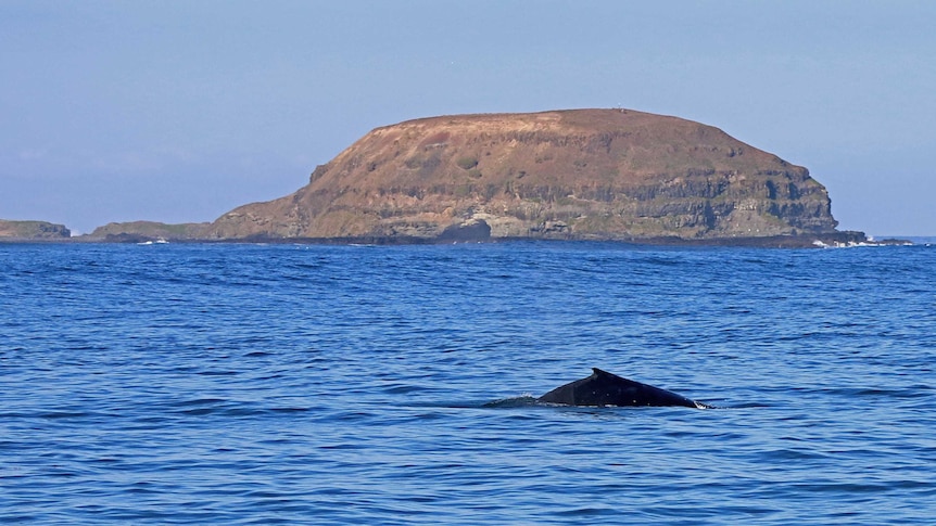 A whale passes by an island.