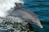 File photo of bottlenose dolphin leaping out of the water