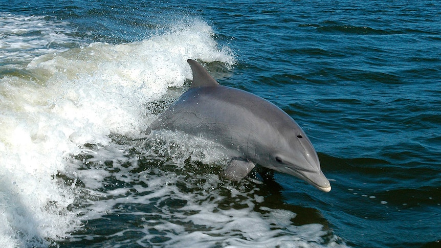 File photo of bottlenose dolphin leaping out of the water