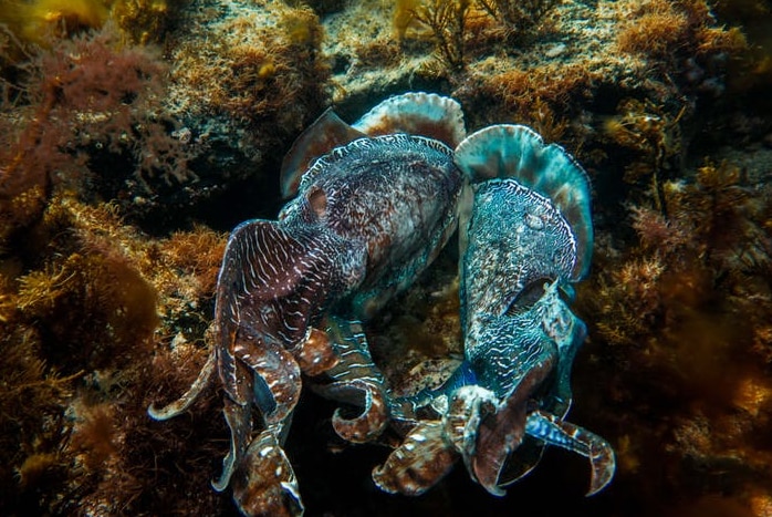 Cuttlefish in the ocean off Australia.