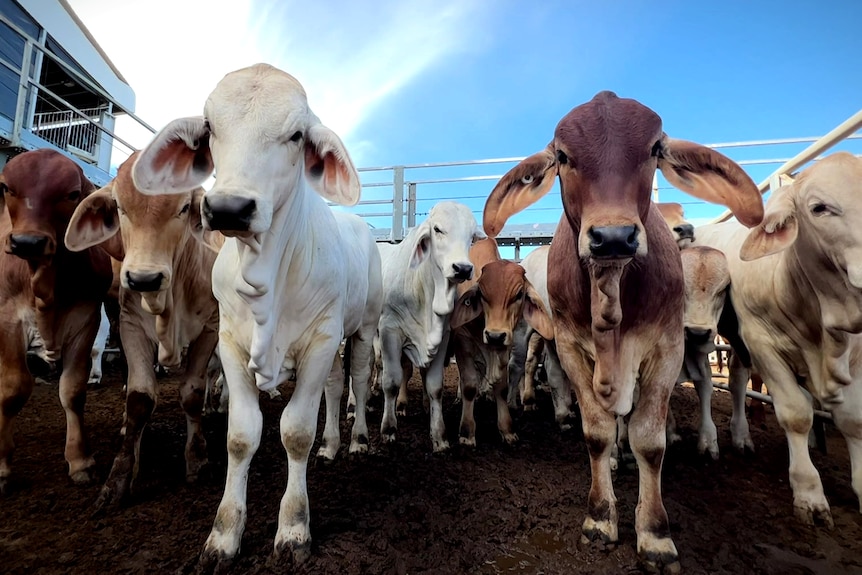 Brahman in cattle yard stare at camera