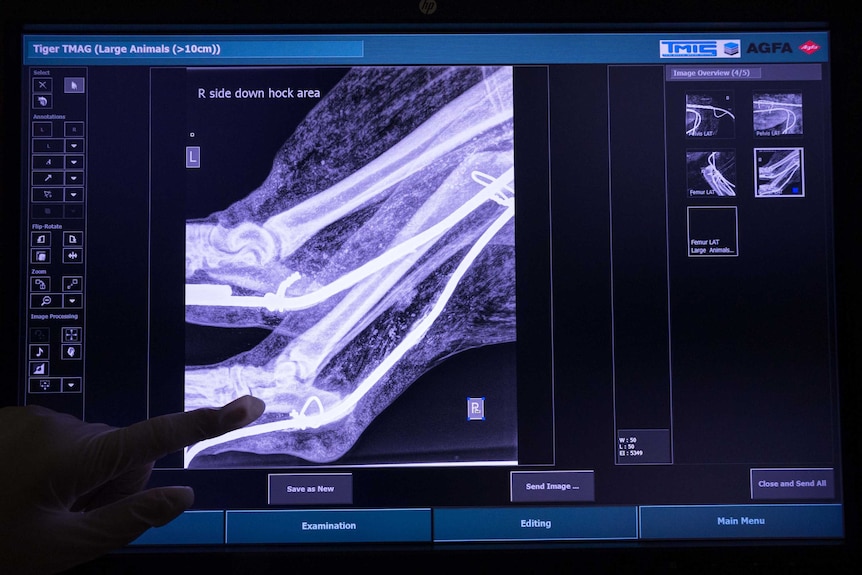 X-ray shows bones in stuffed tiger