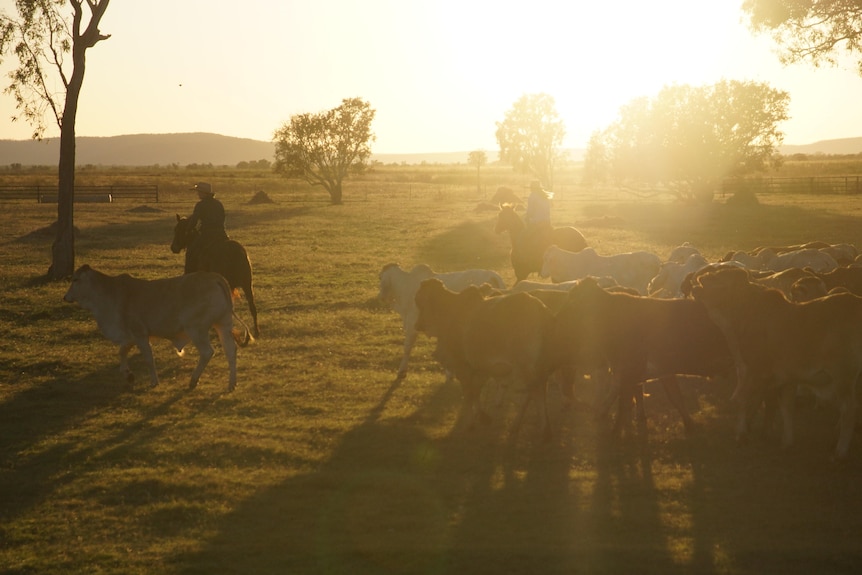Two people on horses mustering brahman cattle under a golden glow of the the late afternoon sun.