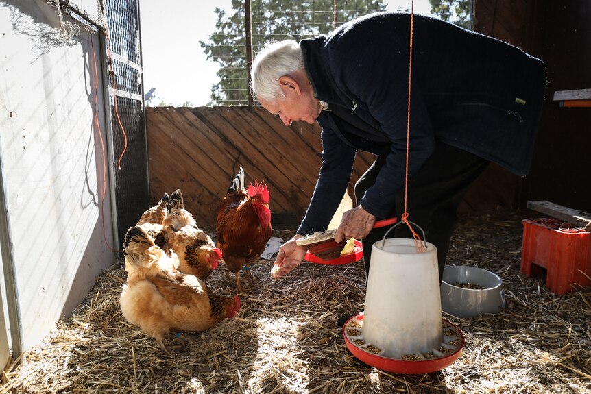 Eugene Meegan feeding his chickens.