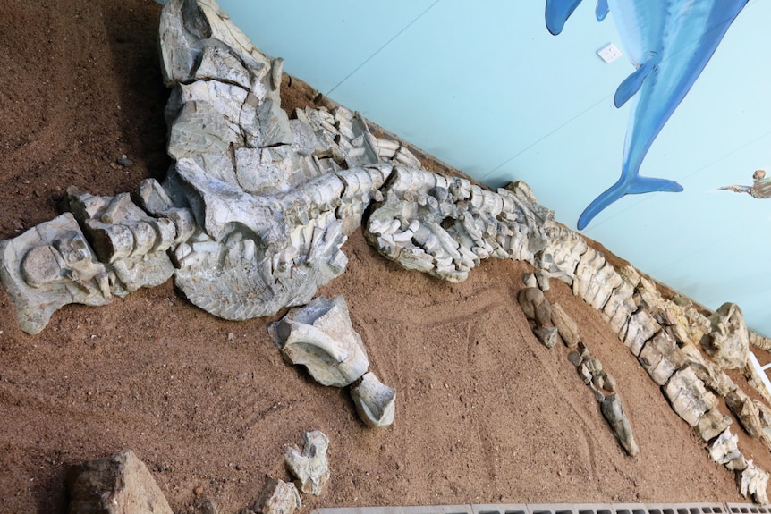 The fossilised remains lay of sand at the Boulia Stonehouse Museum.