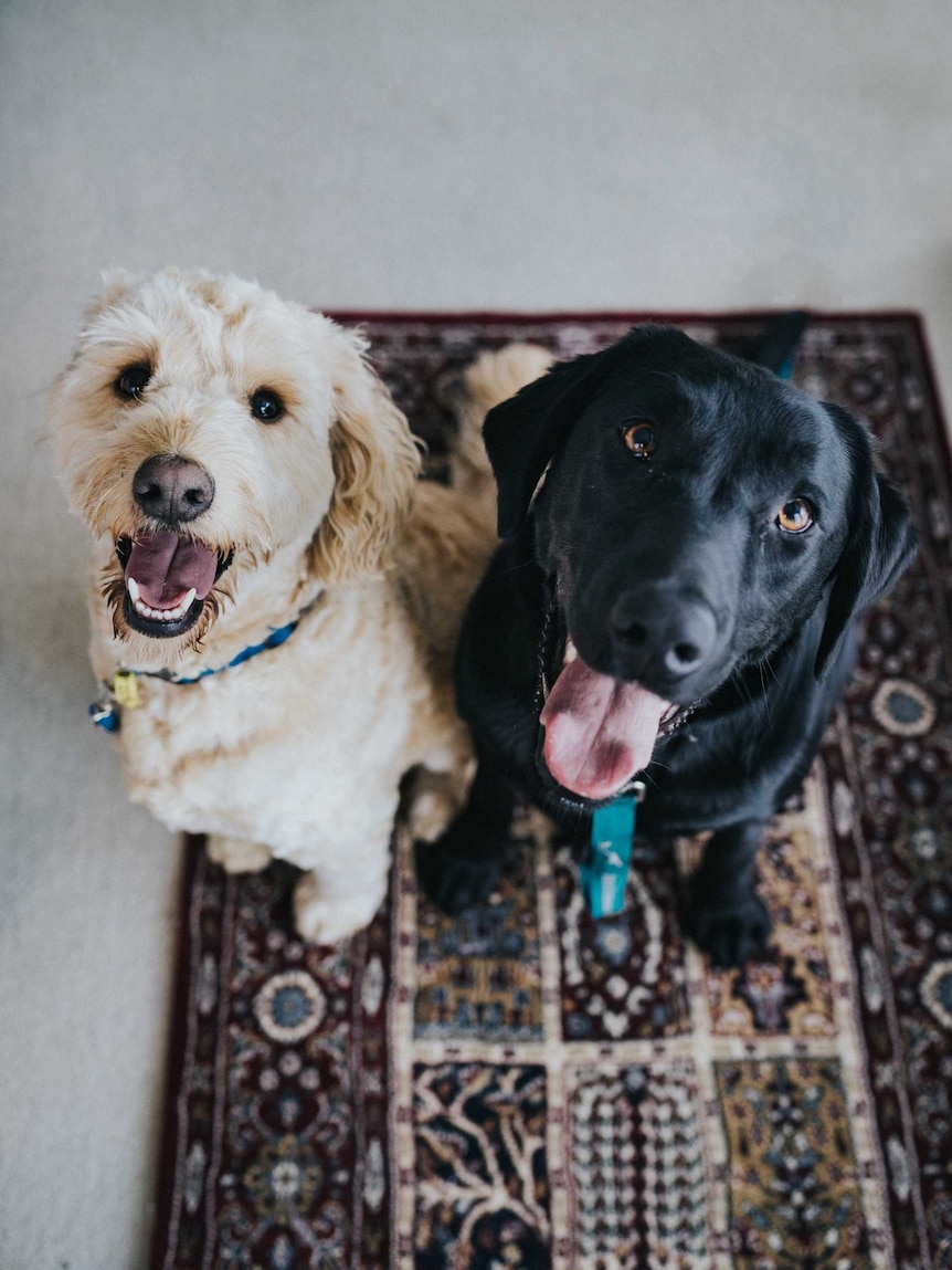 Two dogs look up at the camera, tongues out.