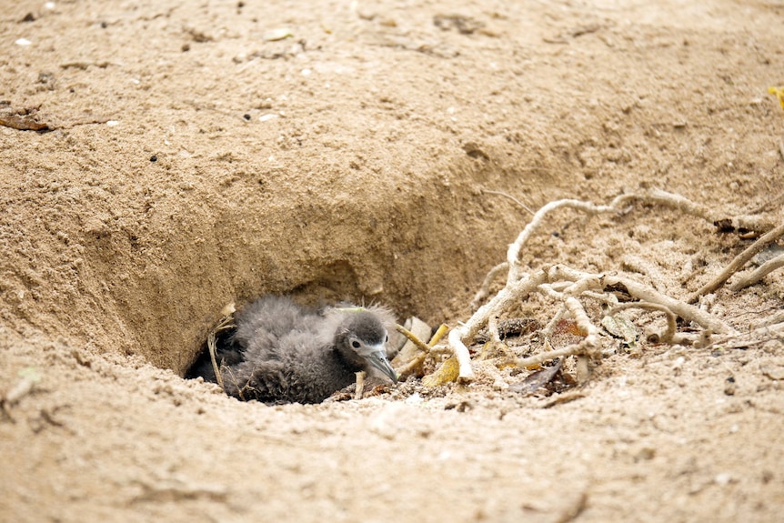 A fluffy grey chick sitting in a burrow on the ground.