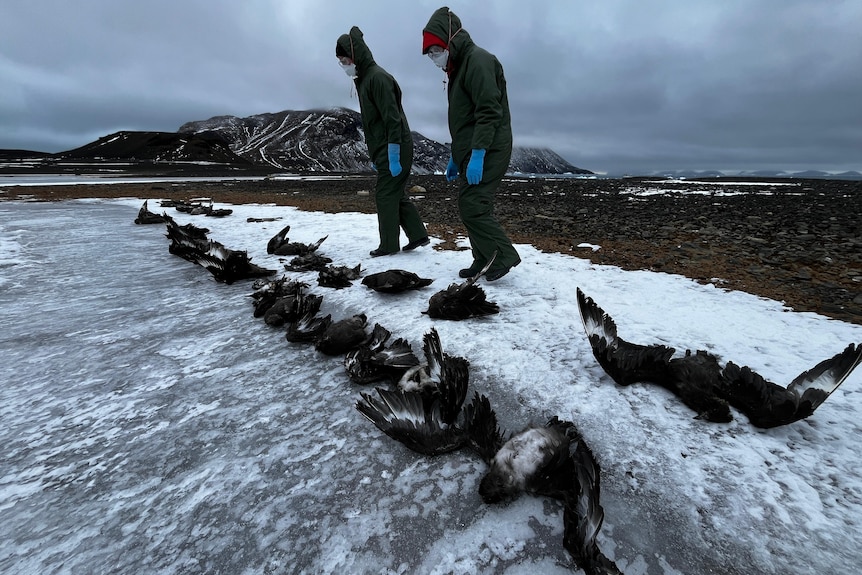 dead penguins on sea ice.