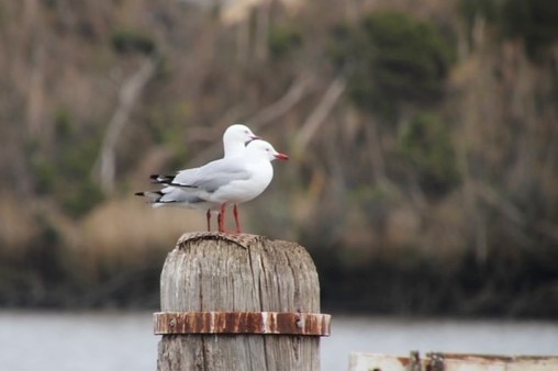 Two seagulls sit on a timber pylon