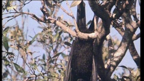 A flying fox hangs upside-down in a tree