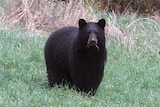 A black bear grazes in a field. It has bits of grass in its mouth.