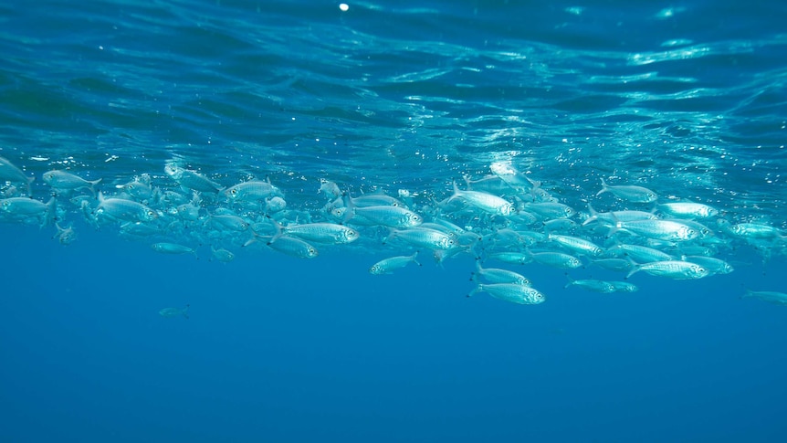 School of herring fish