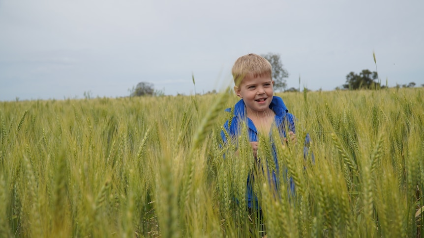 A young boy stands in the middle of a field of wheat, smiling.