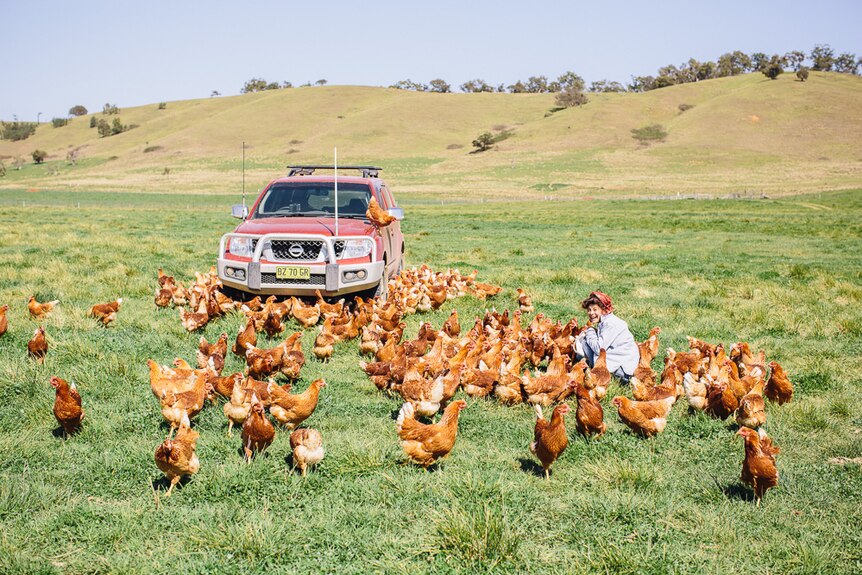 young person looking at chickens in a paddock