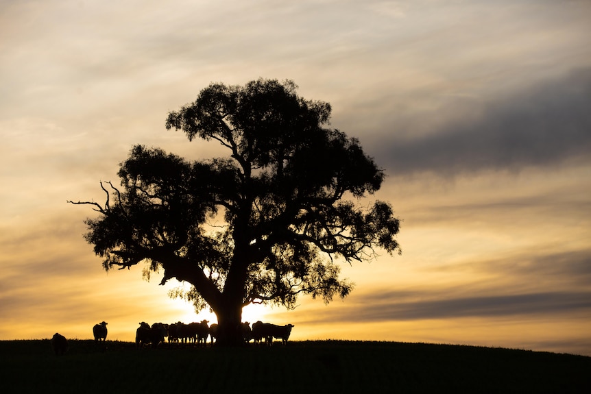 Silhouette of cows standing under a large tree in front of a wispy sunset