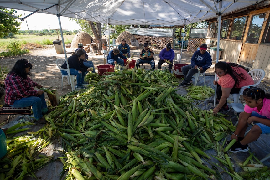 A group of people sit in a circle around a large pile of green corn. 