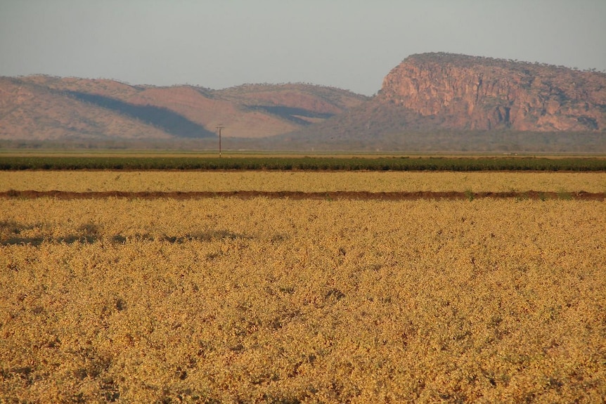 Chickpeas growing in the Ord River region in northern WA, with rocky hills in the background