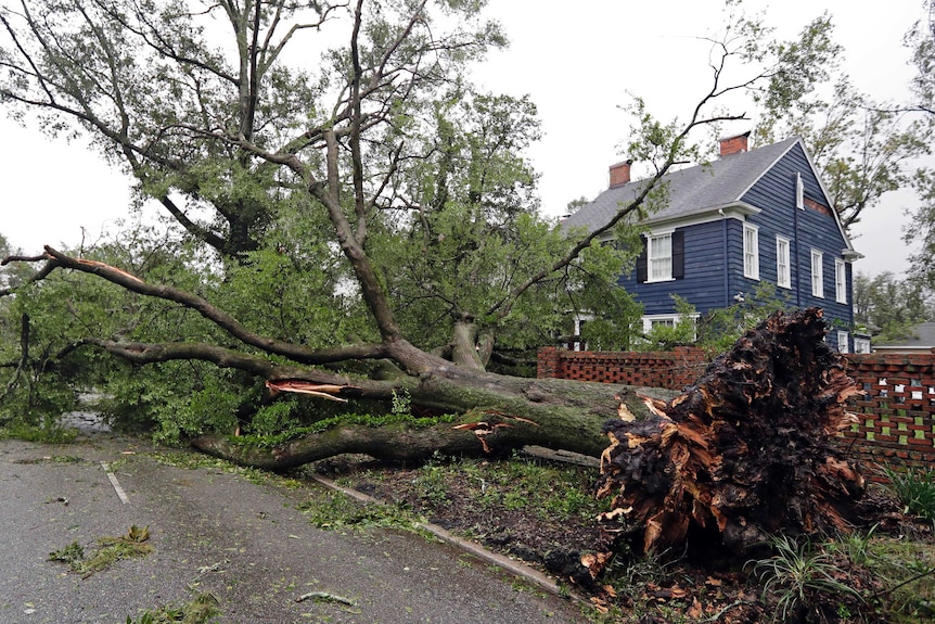 A tree uprooted by strong winds lies across a street.