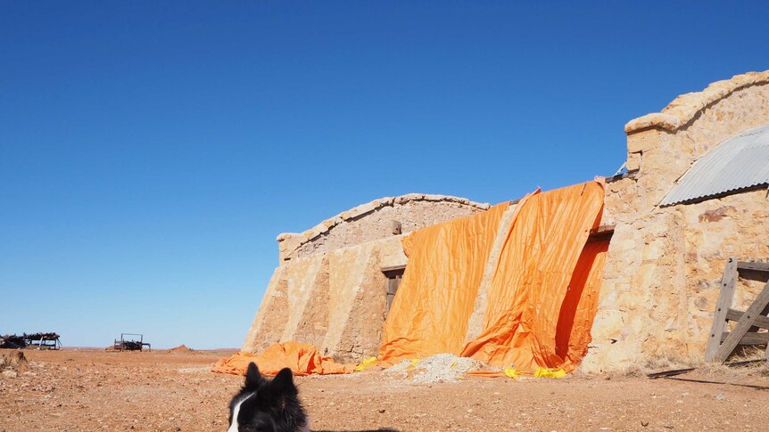 Black and white dog sits in front of stone shed with emergency orange sheet overhanging one wall against a blue sky.