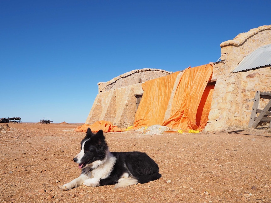 Black and white dog sits in front of stone shed with emergency orange sheet overhanging one wall against a blue sky.