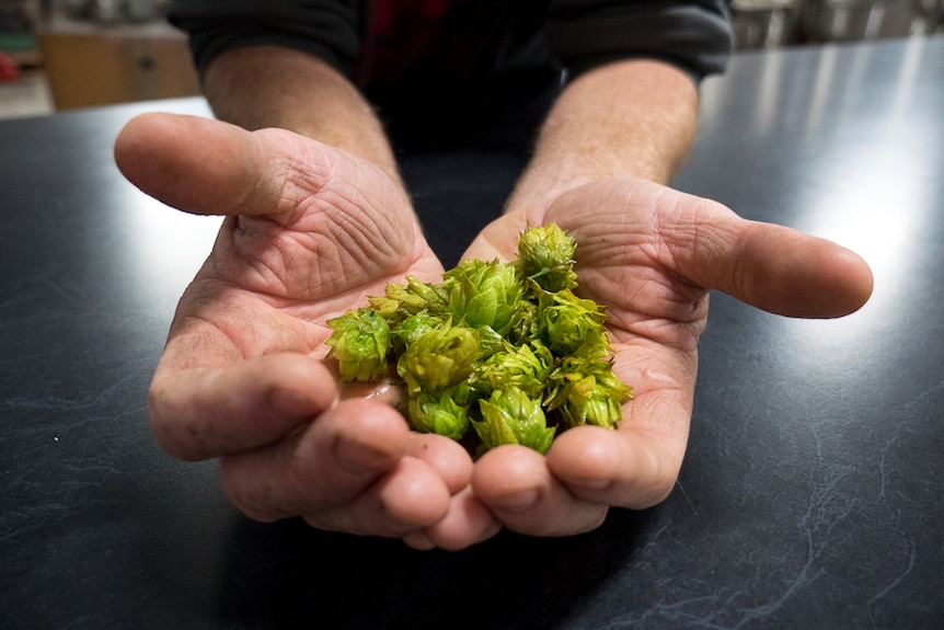 Jeff Goodieson holds a few of his locally grown hops.