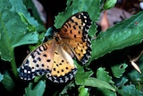 An orange butterfly with black dots sitting on a green leaf.