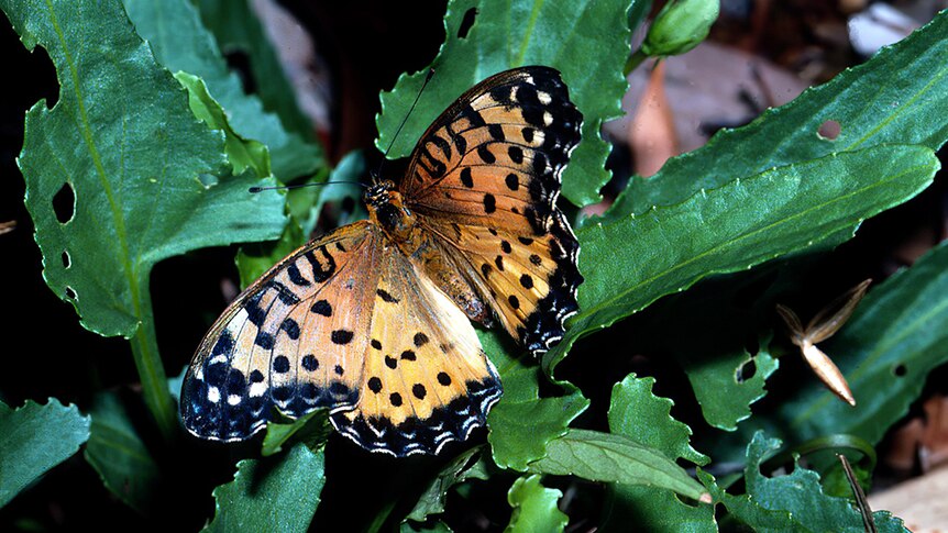 An orange butterfly with black dots sitting on a green leaf.
