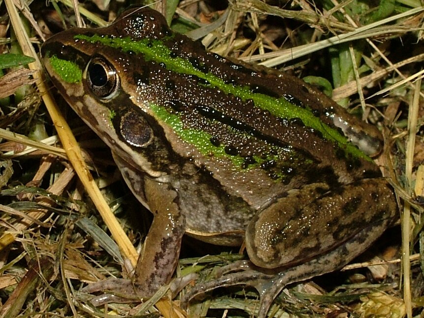A close-up of a frog with two light green lines visible on its back and side and darker brown and black stripes with gold eyes