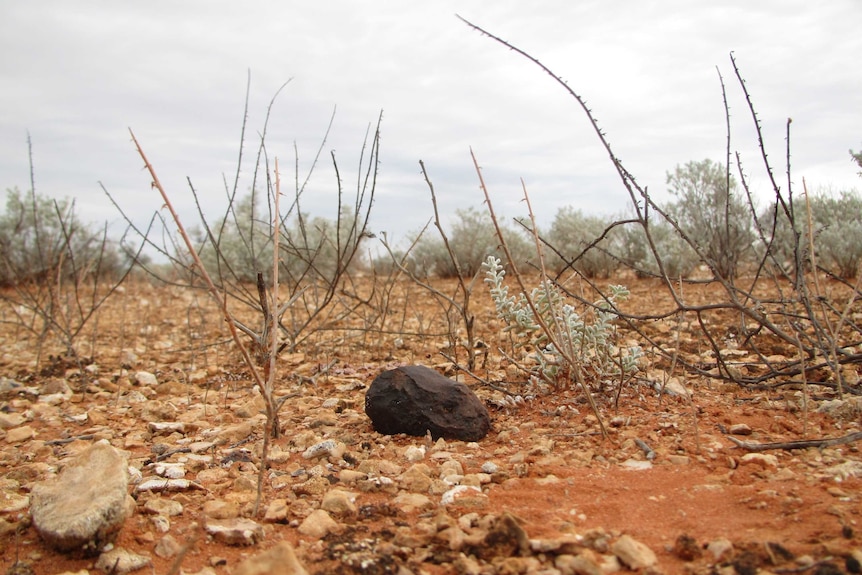 Meteorites stand out against the colours of the Nullarbor.