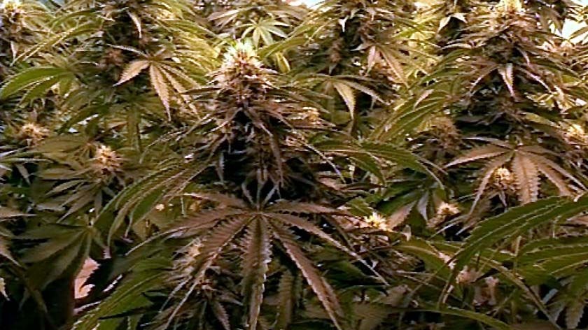 Two people will face court over the seizure of $700,000 worth of cannabis plants and drug equipment.