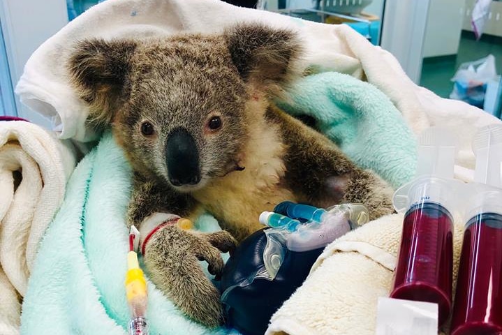 A koala receives a blood transfusion at Koala Wildlife Sanctuary after 100 ticks were found on its body.
