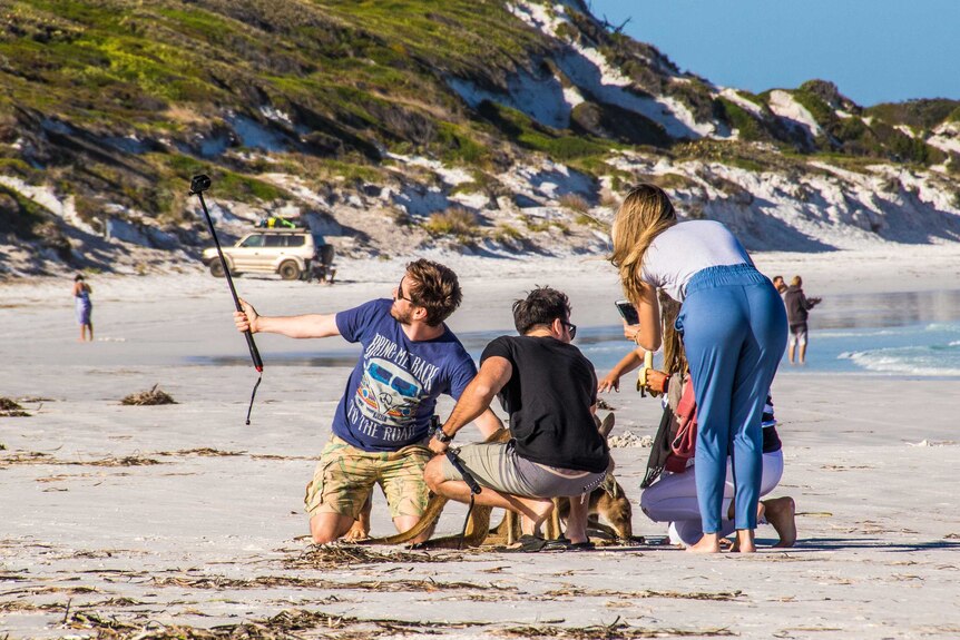 Kangaroos and tourists on beach