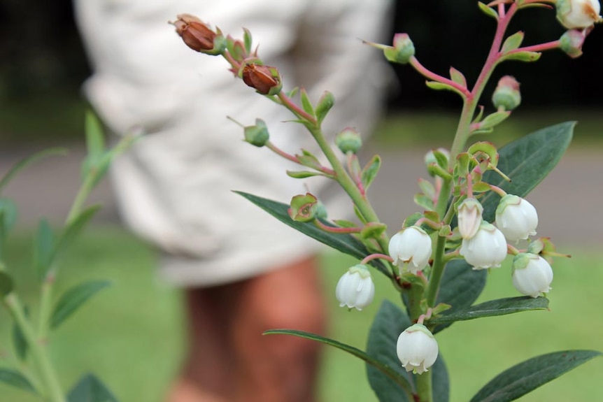 One of the crops the Urban Food Street grow is the blueberry.