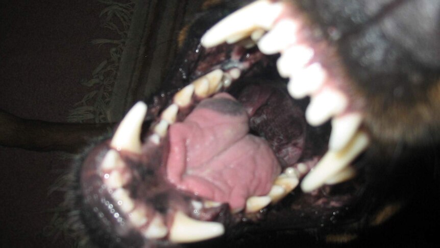 A close up of a dog baring its teeth.