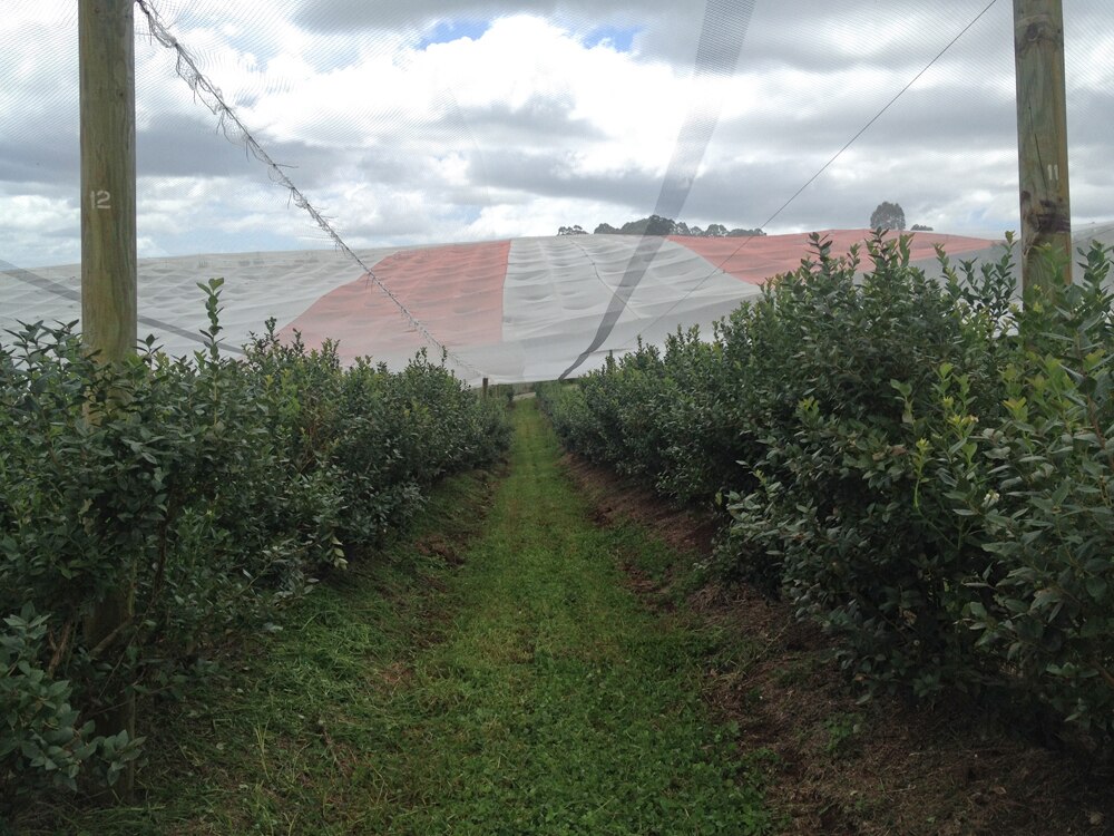 Increased demand for fresh berries following hepatitis A outbreak could