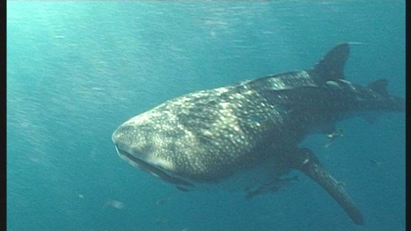 Whale sharks bring in about $6 million for the WA tourism industry every year.