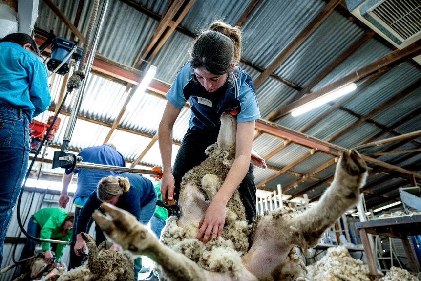 Bella Thompson shows a student how to shear