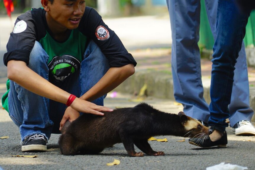 Miko the civet moves around his owner's body.