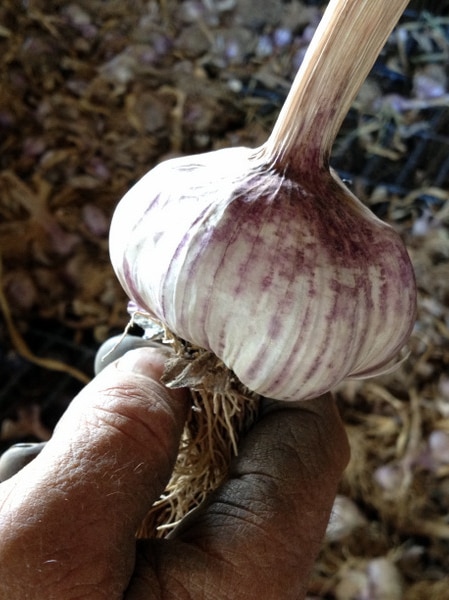 Demand for Australian garlic continues to grow
