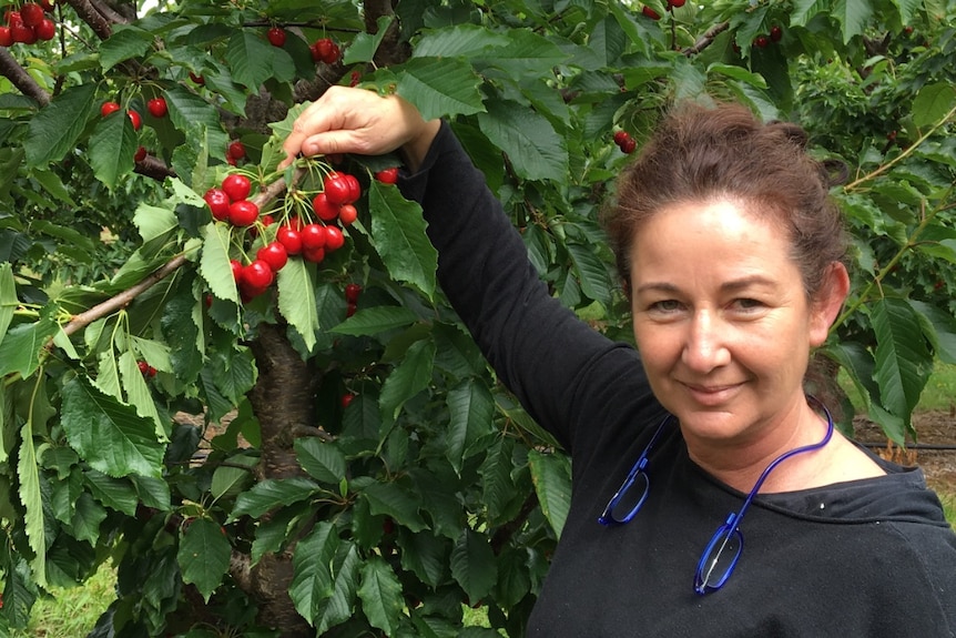 A smiling woman holding up a bunch of cherries on a tree