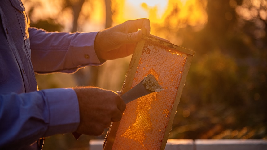 Close up of bee keeper scraping honey off a frame.