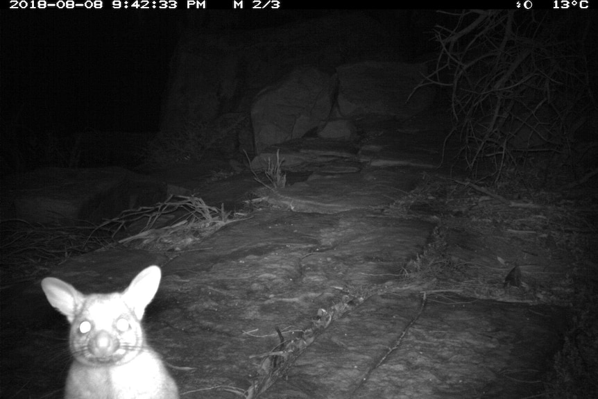 Rare possum sighting in National Park