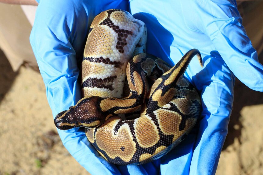 A ball python is held in a pair of blue gloved hands