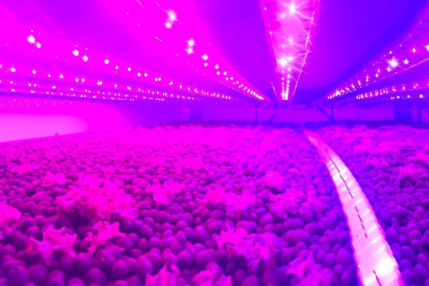 Seeds growing inside a 'climate cell' emitting purple toned light.